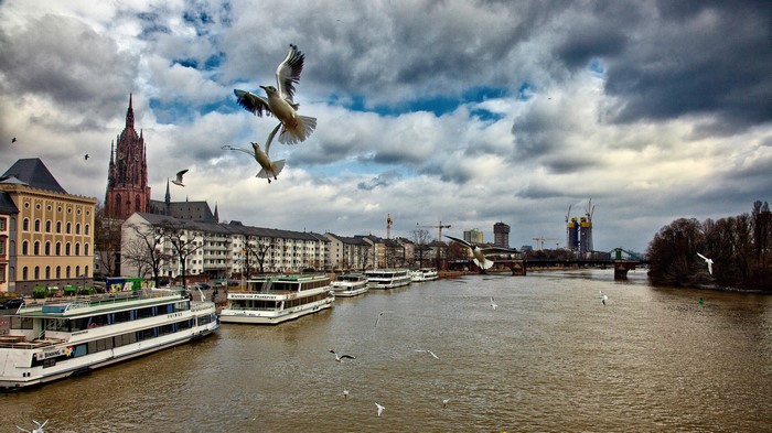 Seagulls flying over river with ships and cathedral in Frankfurt