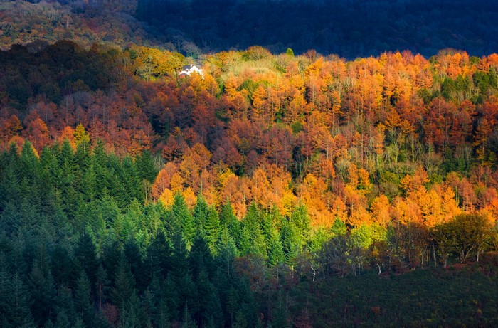 Autumn forest with a house on a hill