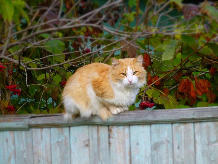 Orange and white cat on a fence