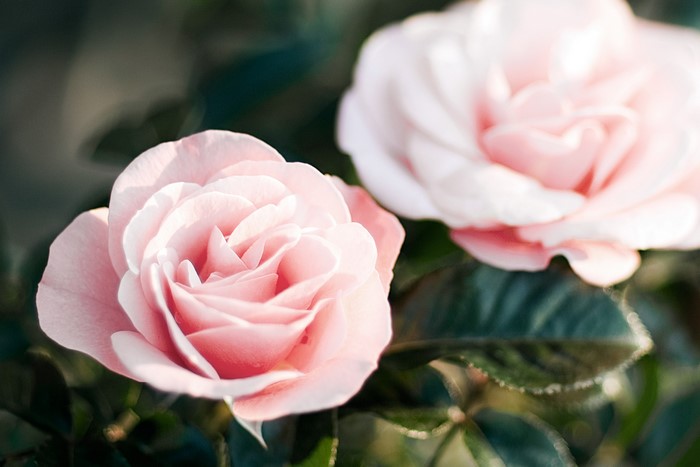 Two pink roses with green leaves