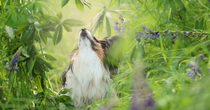 Papillon dog in green grass and lupine flowers