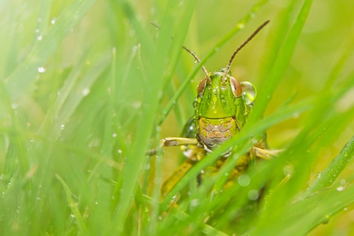 Grasshopper with water drops on grass