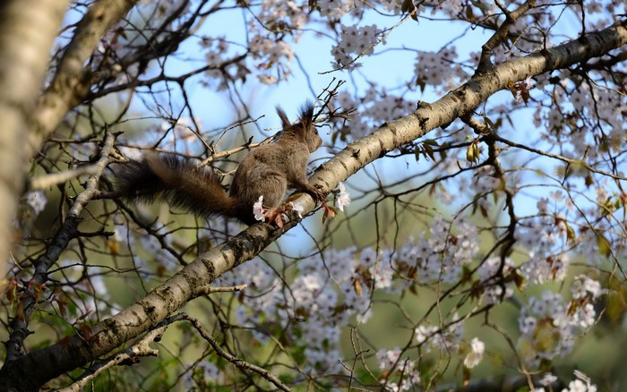 Squirrel on a blooming tree branch