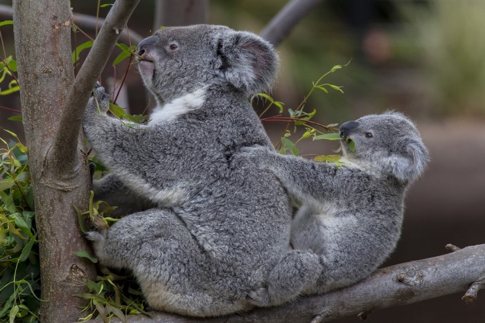 Two koalas eating leaves on tree branches