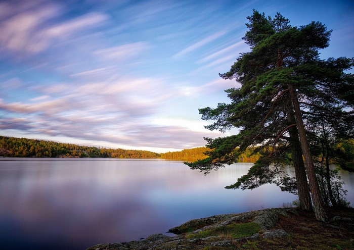 Pine tree by a calm lake at sunset