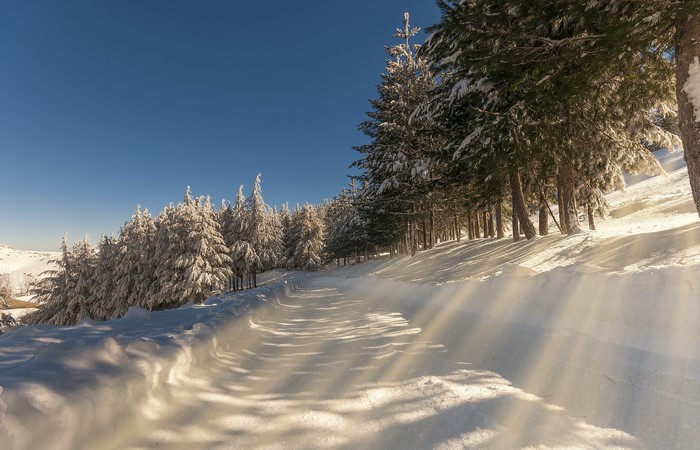 Snowy forest path with sun rays