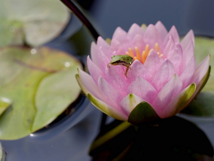 Frog on a pink water lily