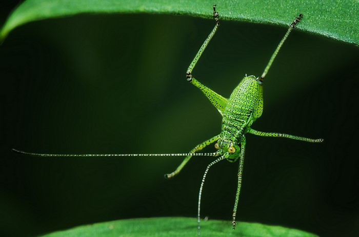 Green grasshopper hanging upside down on a leaf