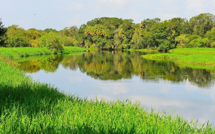 River flowing through a lush green landscape with trees