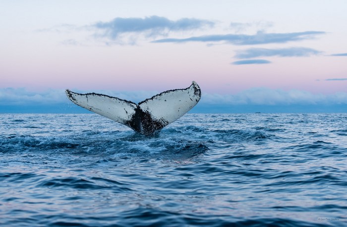 Humpback whale tail diving into the ocean at sunset
