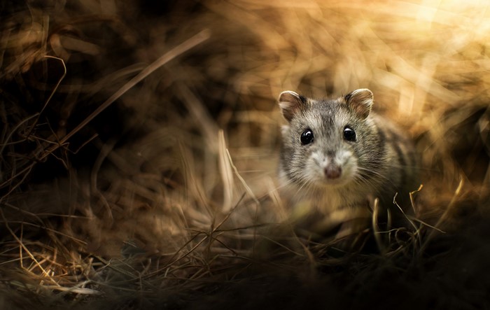 A hamster peeking out from dry grass