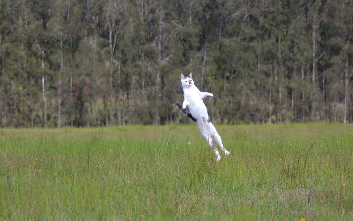 White cat jumping in a grassy field