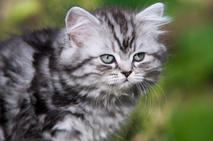 A fluffy silver tabby kitten with blue eyes