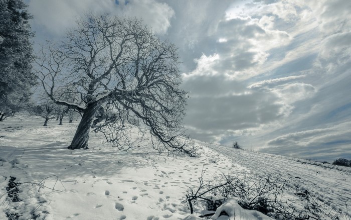 Winter scene with snow-covered trees and cloudy sky