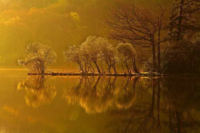 Autumn trees reflected in a lake at sunrise