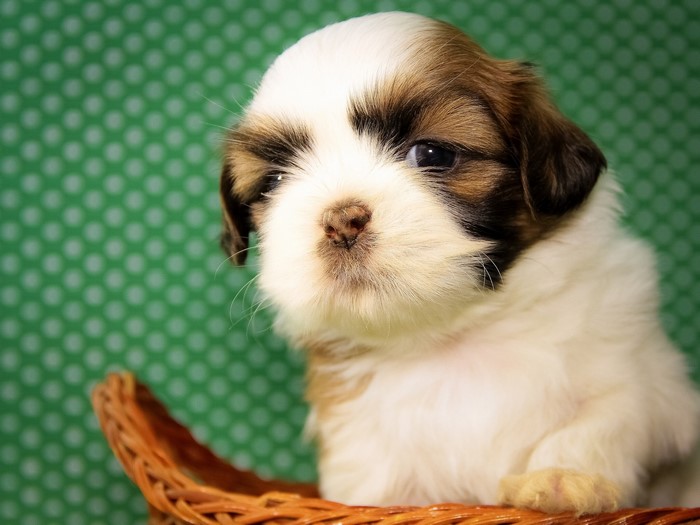 Shih Tzu puppy in a basket
