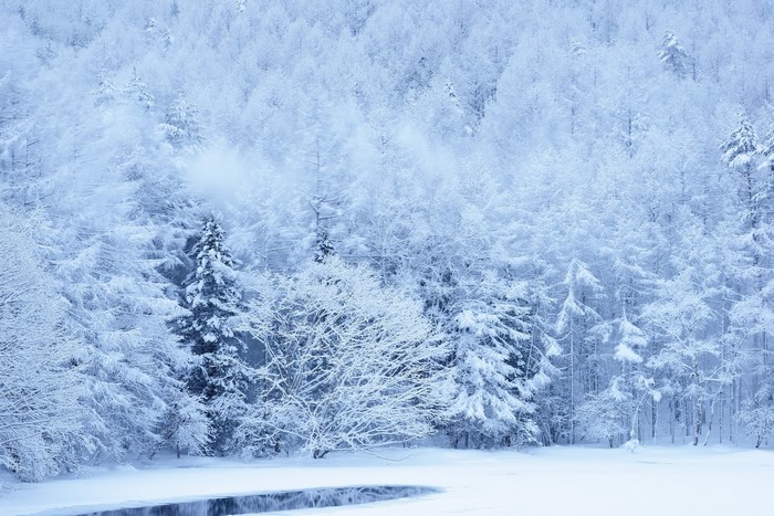 Snow-covered forest with a frozen pond