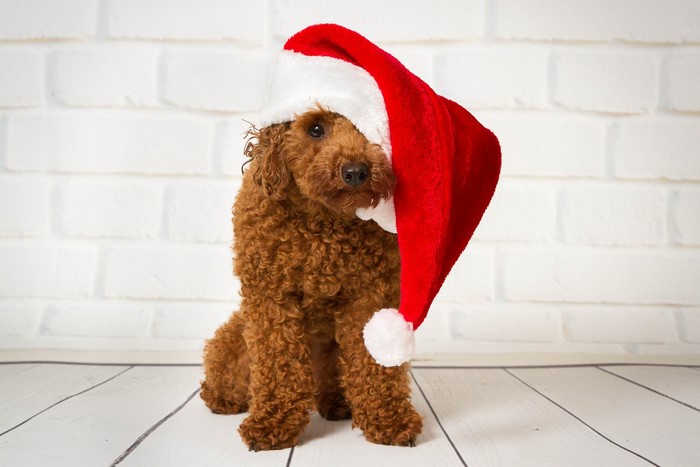 Brown Poodle wearing a Santa hat