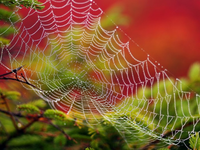Spider web covered in dew drops