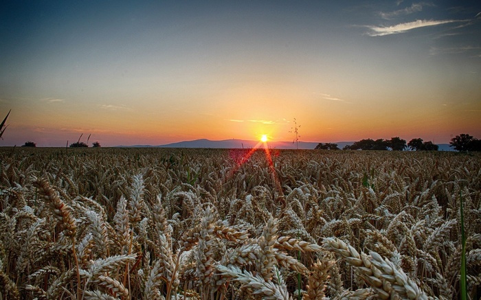 Wheat field at sunset with mountains in the background