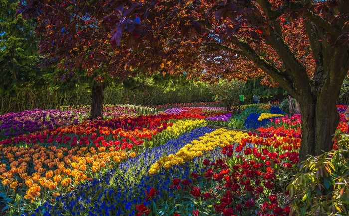 A park with rows of colorful tulips and trees