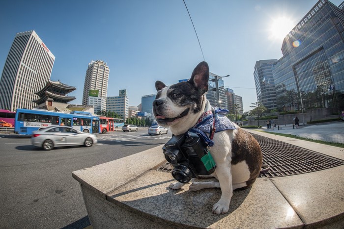 Boston terrier with camera in Seoul, South Korea