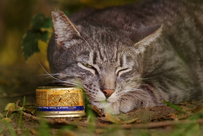 A tabby cat sleeps next to a can of food