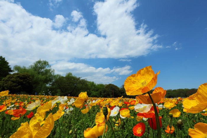 Field of colorful poppies under a blue sky