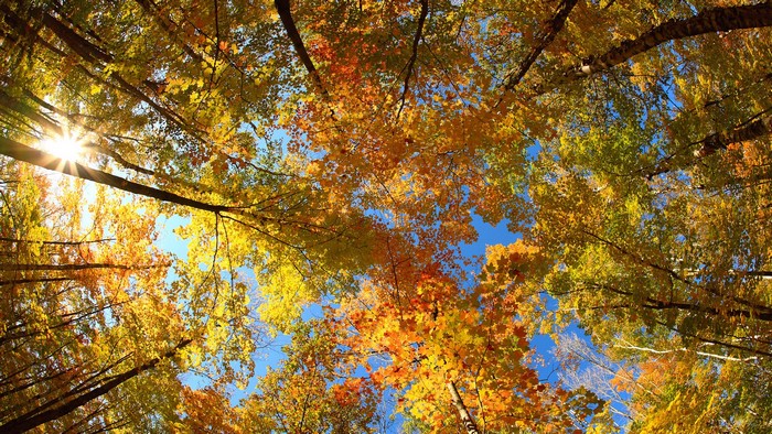 Looking up at autumn trees with sun shining through