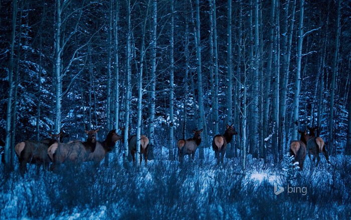 Elk herd in a snowy forest at dusk