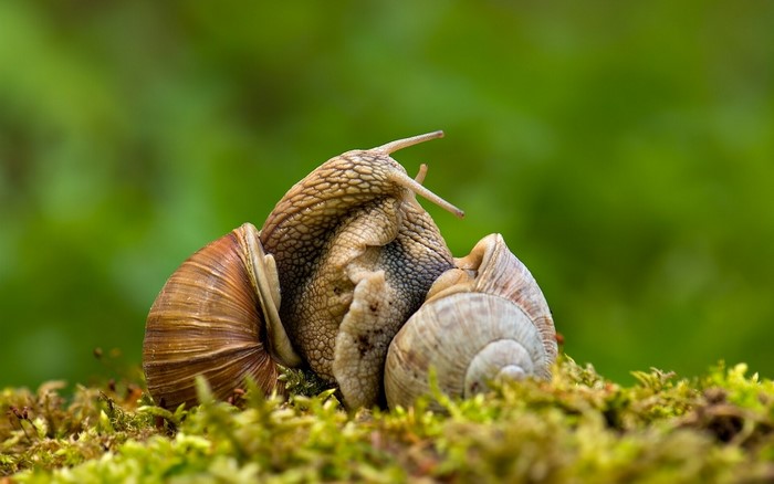 Two snails mating on mossy ground