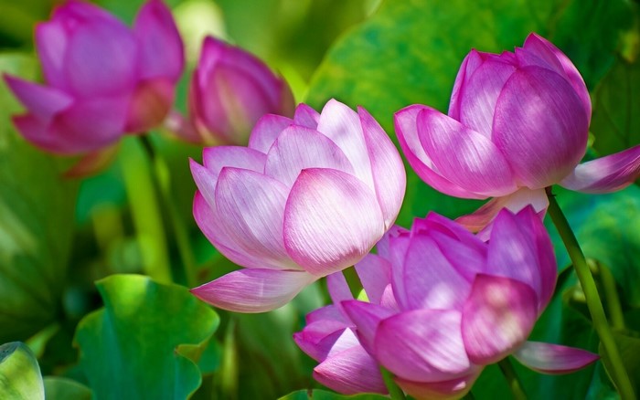 Pink Lotus Flowers Blooming in Greenery
