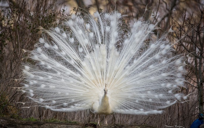 White peacock displaying its tail feathers