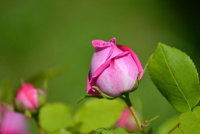 Pink rose bud with green leaves