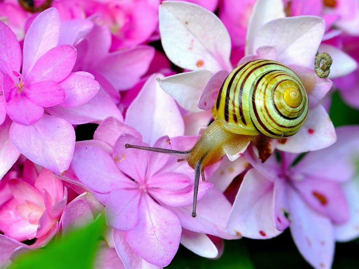 Snail on a pink hydrangea flower