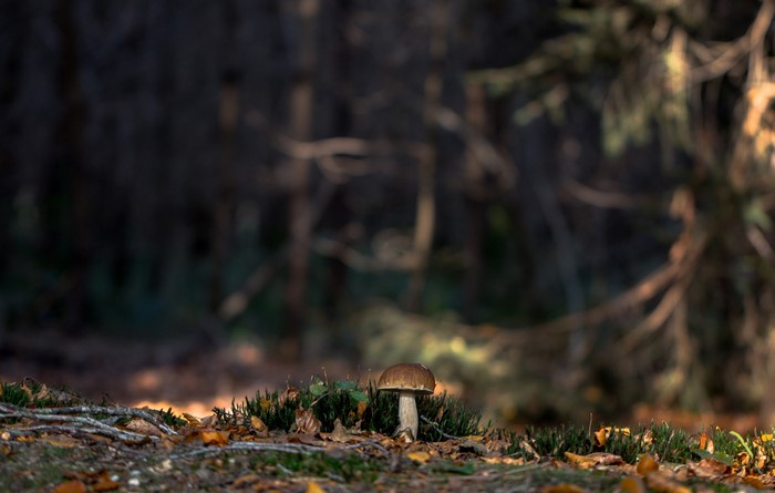 Mushroom growing in a forest with moss and fallen leaves