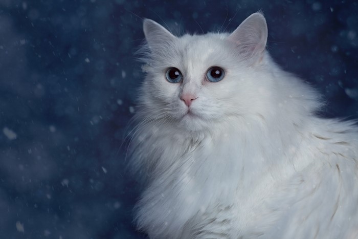 White cat with blue eyes in snow