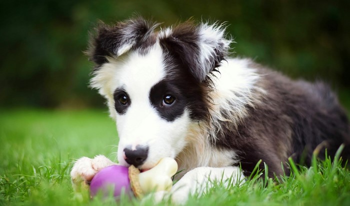 Border Collie puppy chewing on a toy in the grass