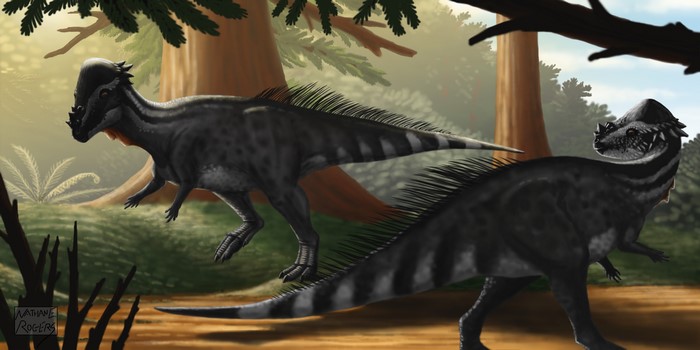 Pachycephalosaurus dinosaurs in a forest