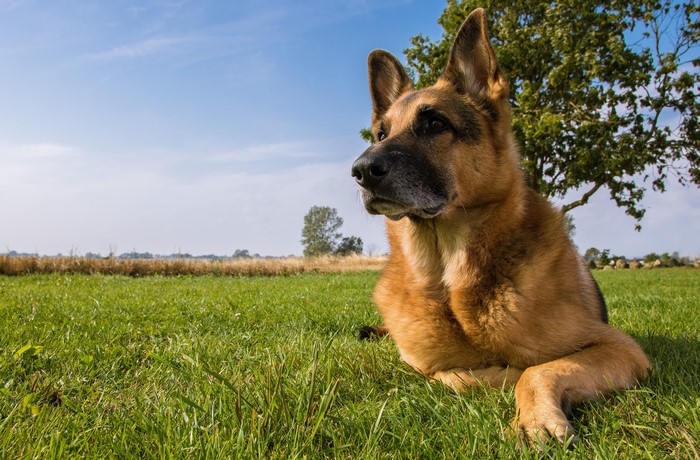 German Shepherd dog lying on grass under a tree
