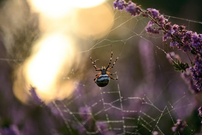 Spider on a web with purple flowers and sun