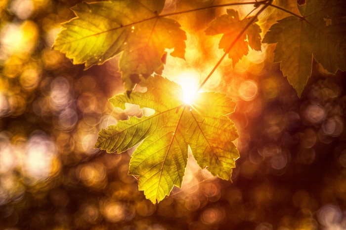 4K Closeup of Autumn Leaves with Sunlight
