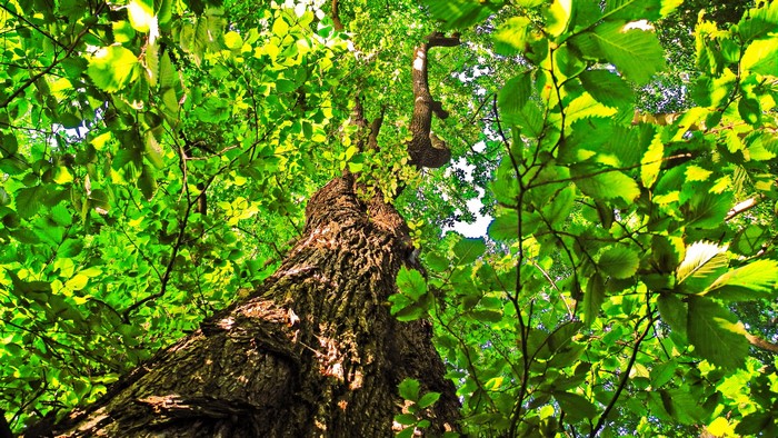 Looking up at a large tree trunk and green foliage