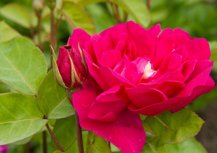 Close-up of a pink rose and bud
