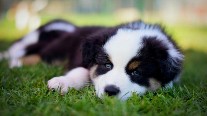 Australian Shepherd puppy lying on grass