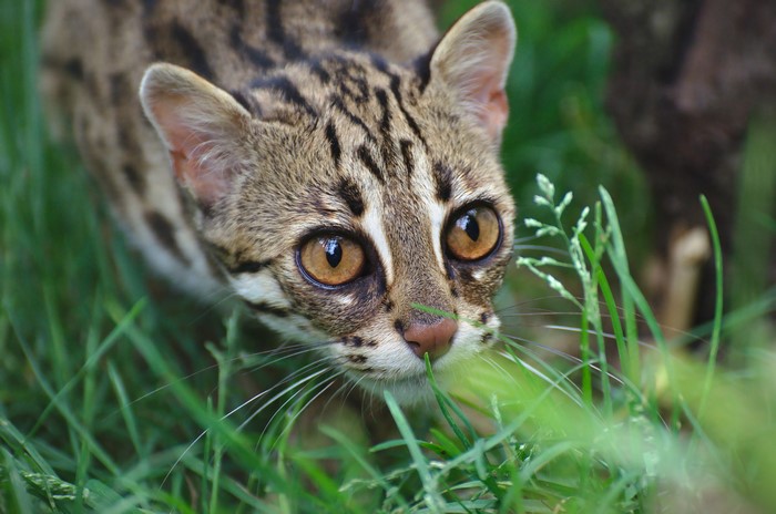 Ocelot peeking through grass