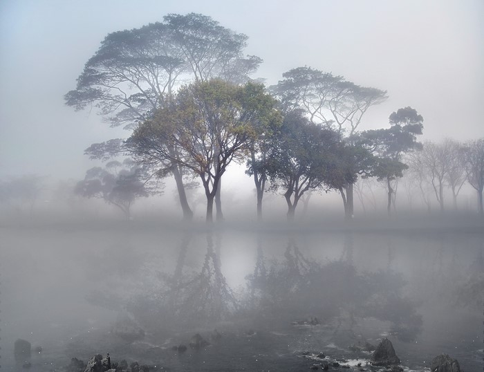 Trees reflected in a foggy lake
