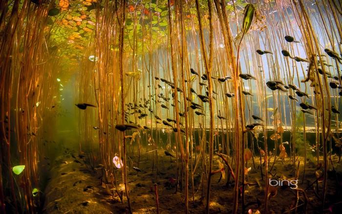 Underwater world with tadpoles and plants
