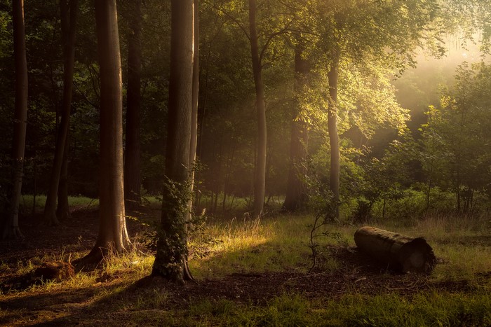 Sunlight filtering through trees in a forest