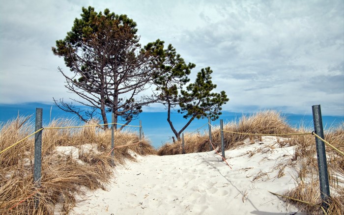 Sandy path to the sea with trees and dunes